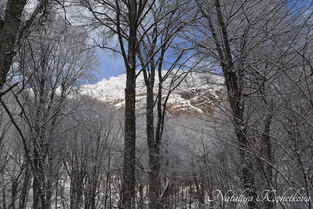 Природа Крыма - Amazing Cosmea