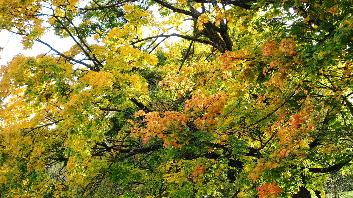 Городские зарисовки - Рита Симонова