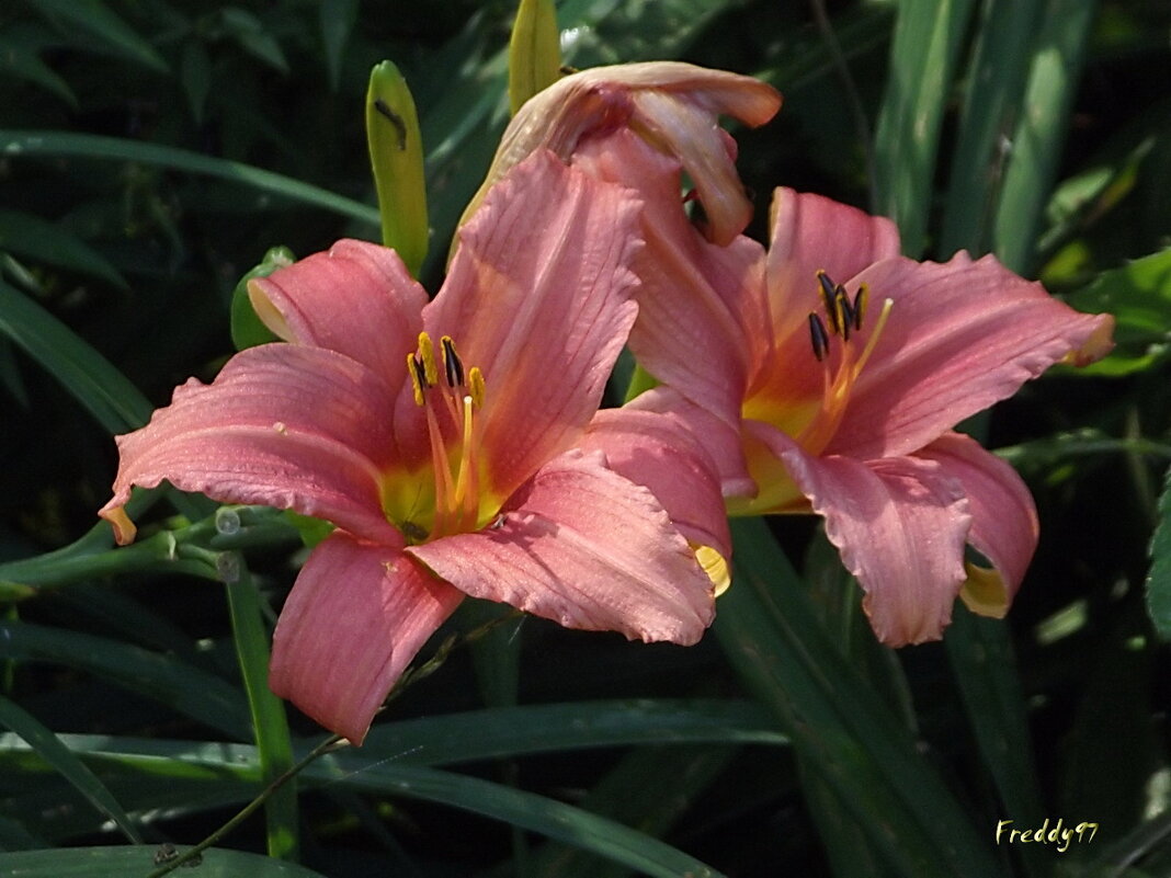 Лилейники - Freddy 97