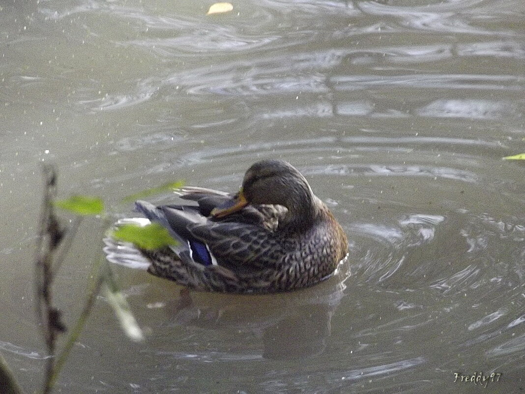 В осеннем пруду - Freddy 97