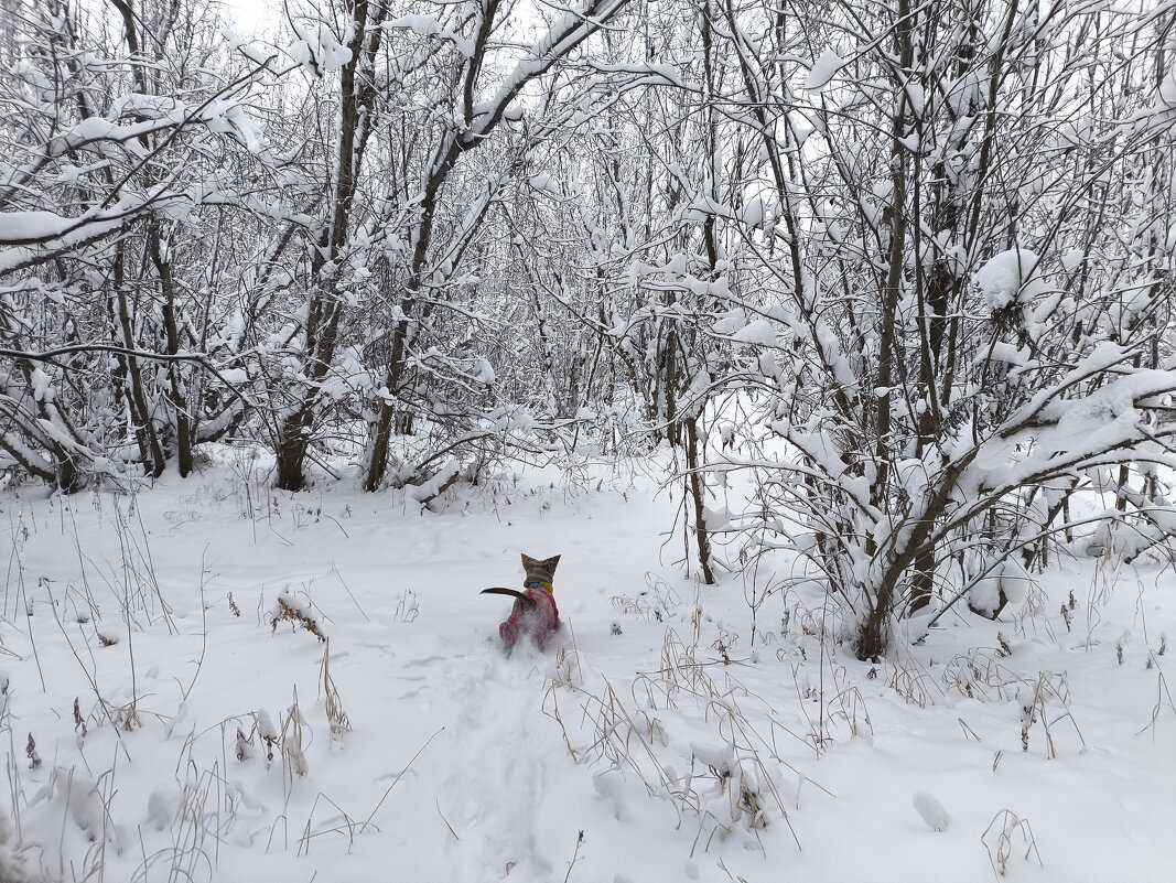Зимние прогулки - Anna Ivanova Зимние прогулки - Anna Ivanova