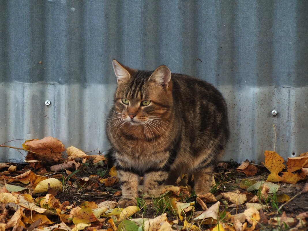 ** - Зоя Мишина ** - Зоя Мишина