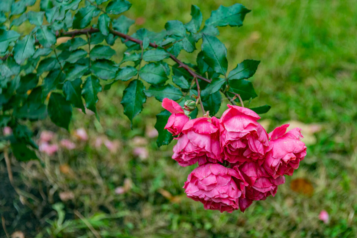 последние краски осени - Дмитрий Лупандин последние краски осени - Дмитрий Лупандин