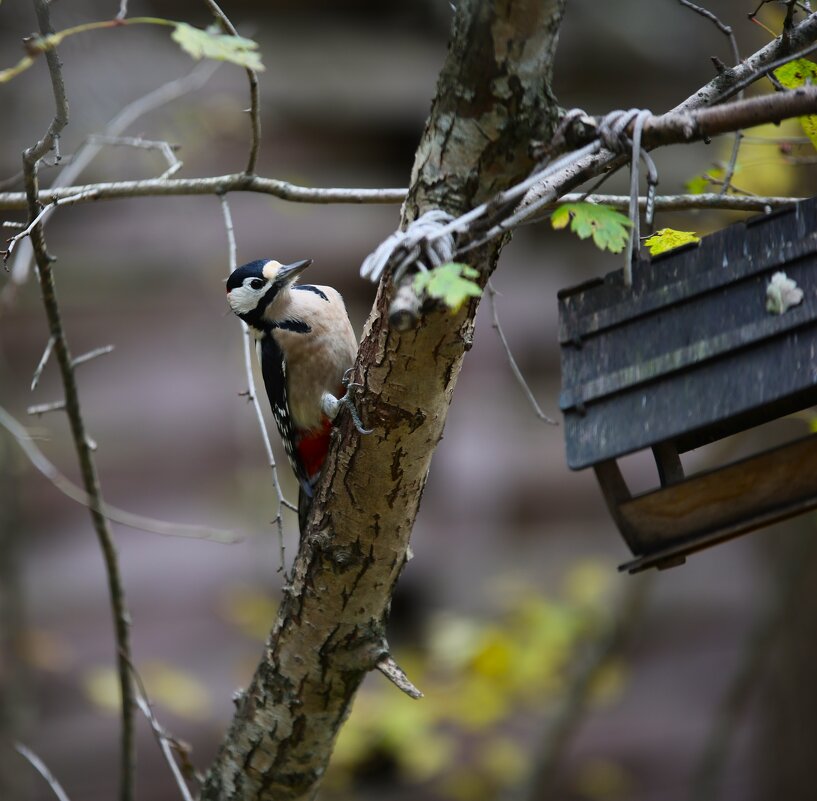 Дятел - Evgeny Mameev