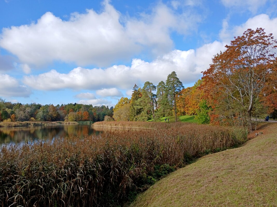Камышовый берег. - Лия ☼