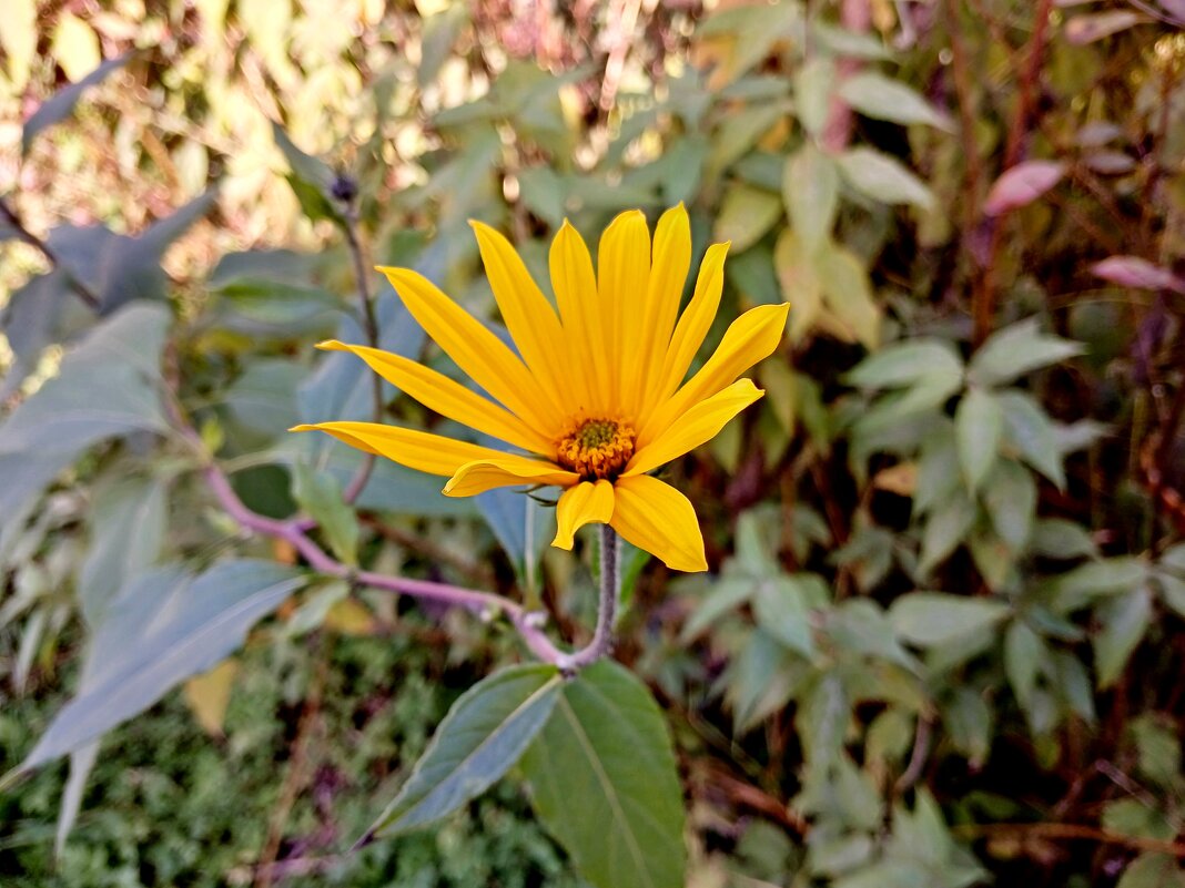 Октябрьский. - Лия ☼