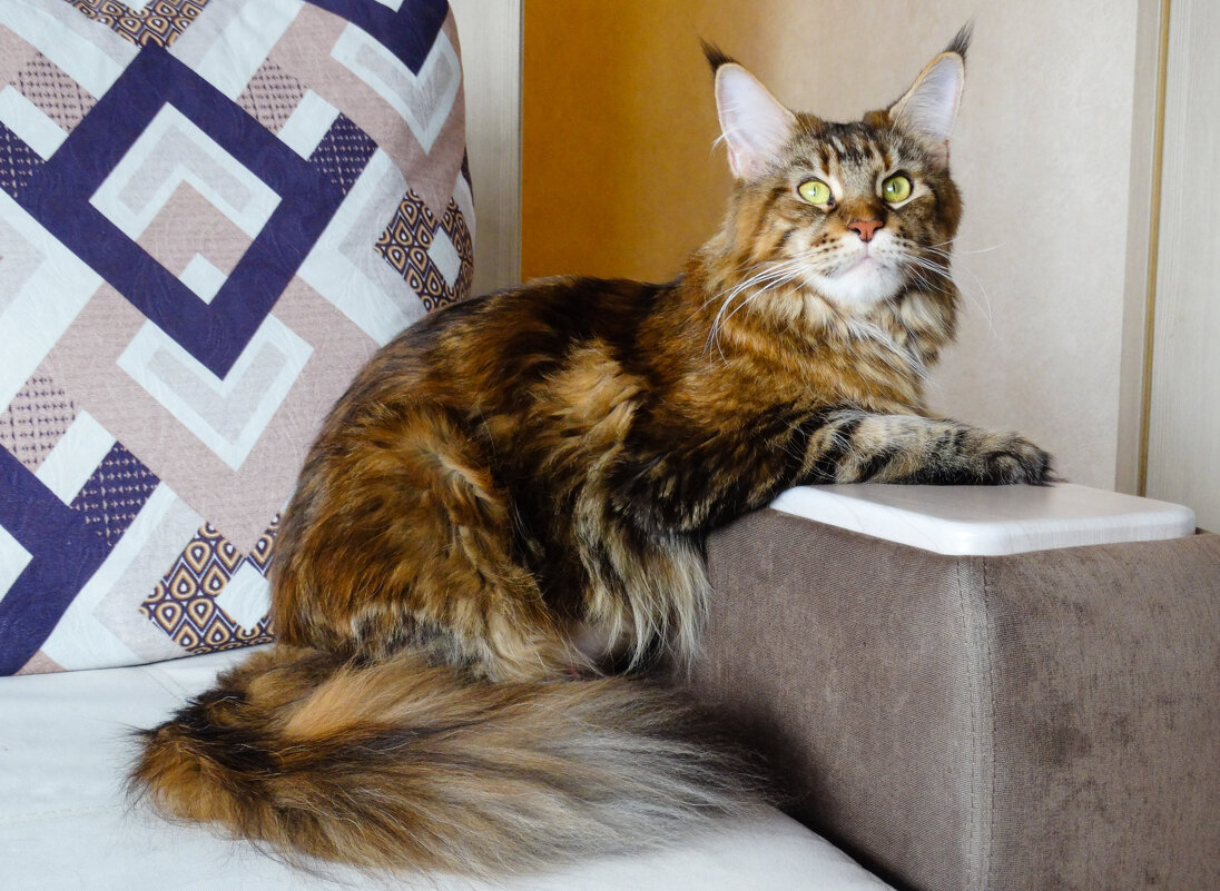 Жася - Владимир Звягин