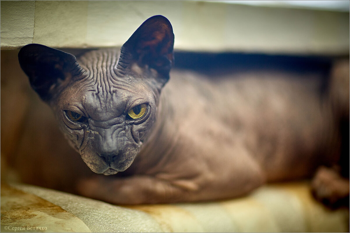 Сонный Вася) - Сергей Величко