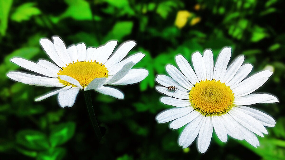 И согреты негой летней - Hope И согреты негой летней - Hope