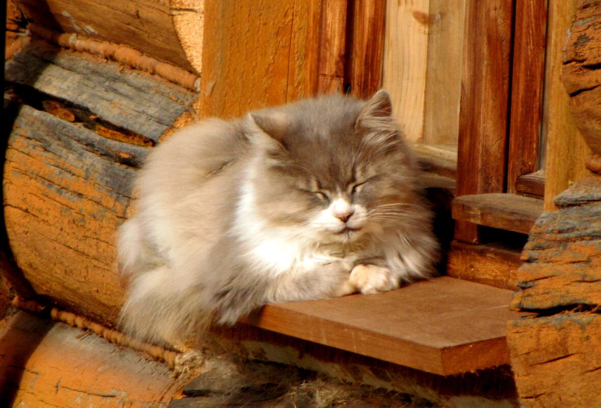 Пригрелась. - жанна нечаева Пригрелась. - жанна нечаева