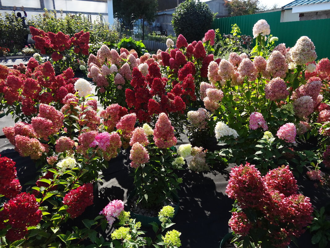 ГОРТЕНЗИЯ - СЕРГЕЙ ФИЛОЧКИН