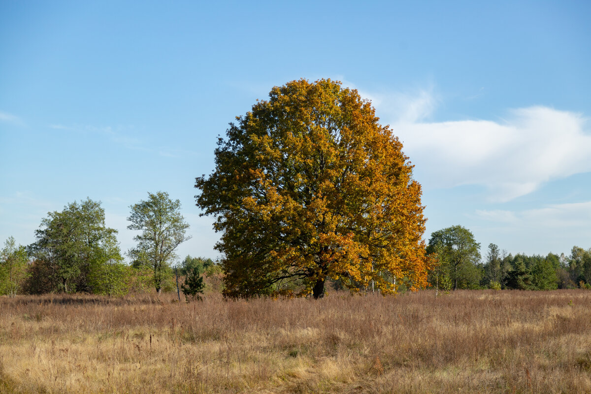 Желтеющий. - Сергей Татаринов