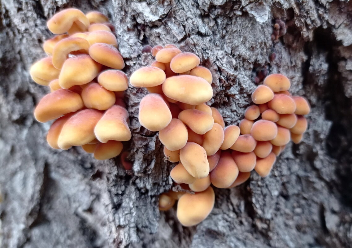 Ждем зиму! - Александр Чеботарь