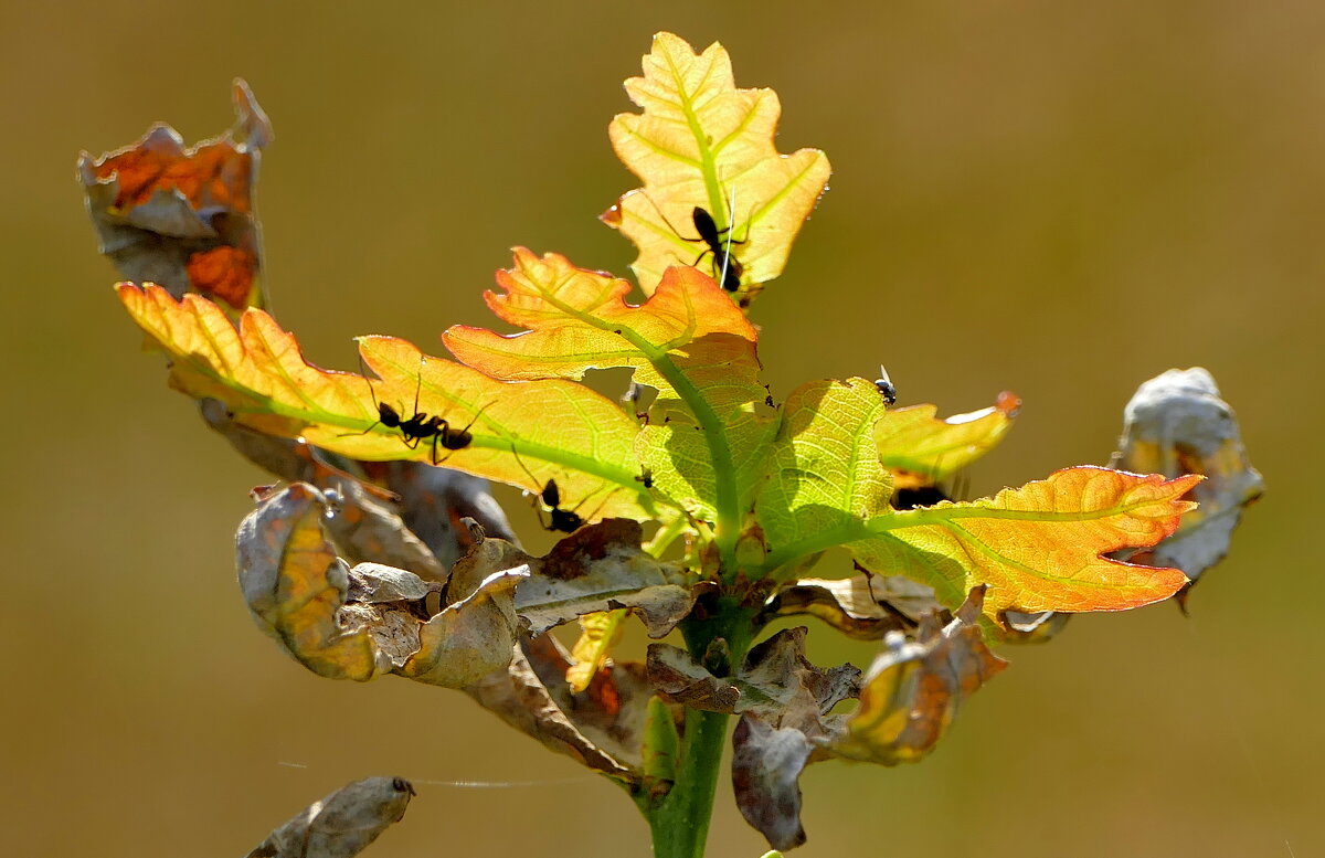из жизни насекомых 3 - Александр Прокудин из жизни насекомых 3 - Александр Прокудин