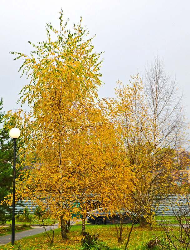 Золотая осень продолжается - Светлана Золотая осень продолжается - Светлана