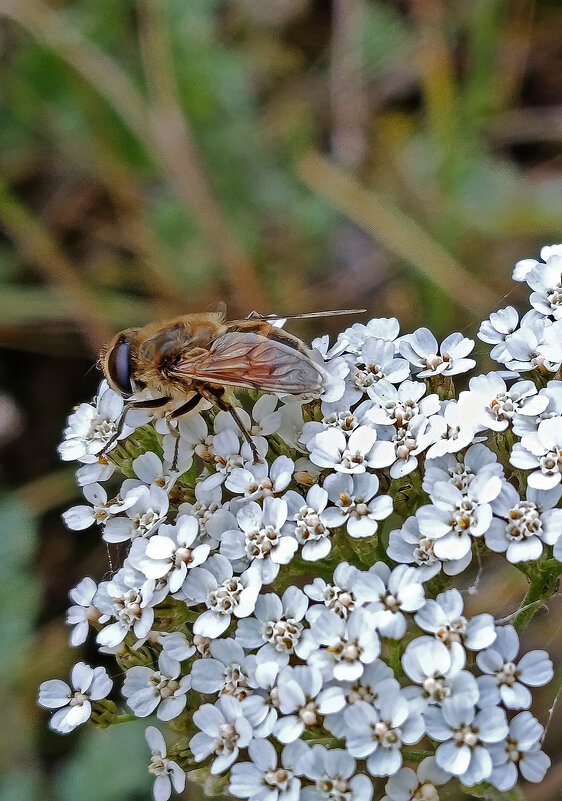 Не будить! - Валентина Нефёдова Не будить! - Валентина Нефёдова