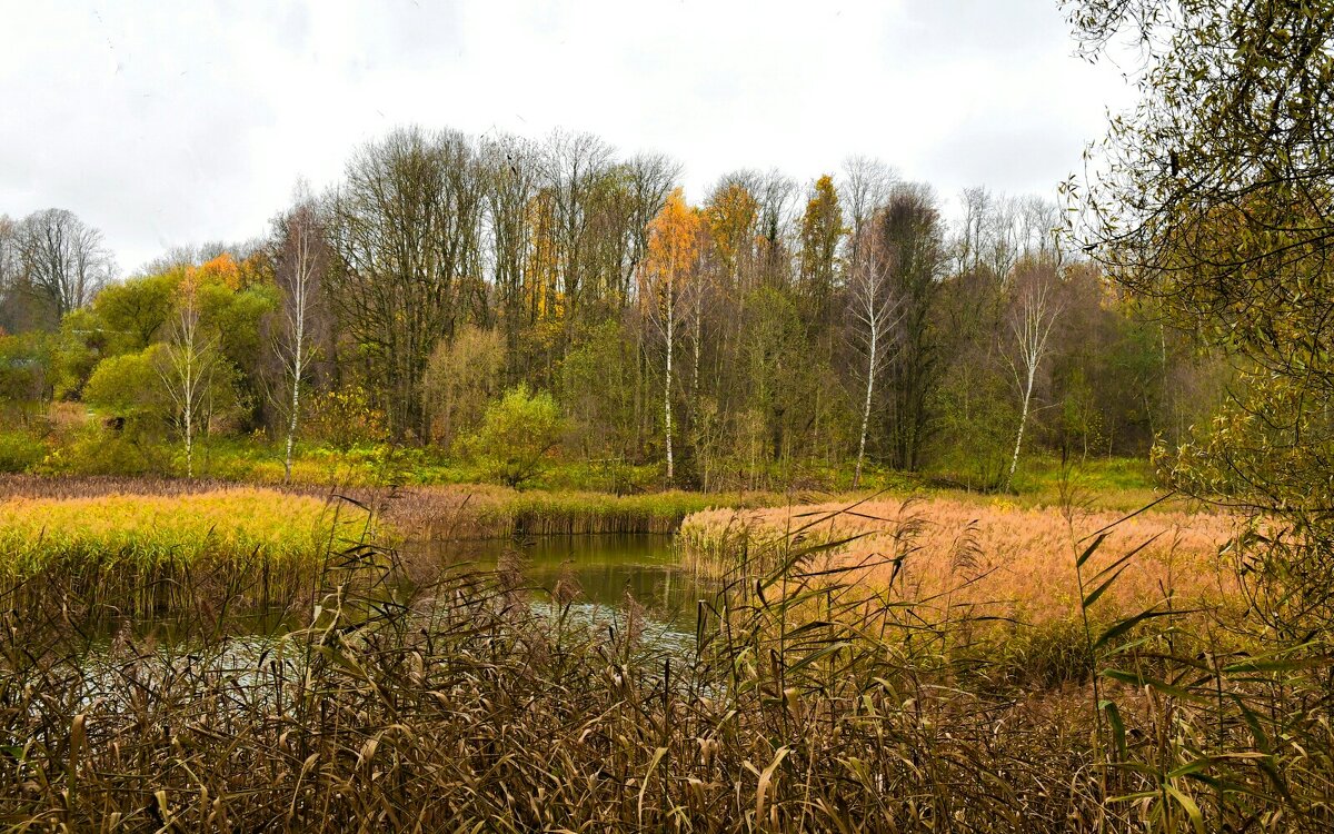 Природа Смоленщины в конце октября. - Милешкин Владимир Алексеевич 