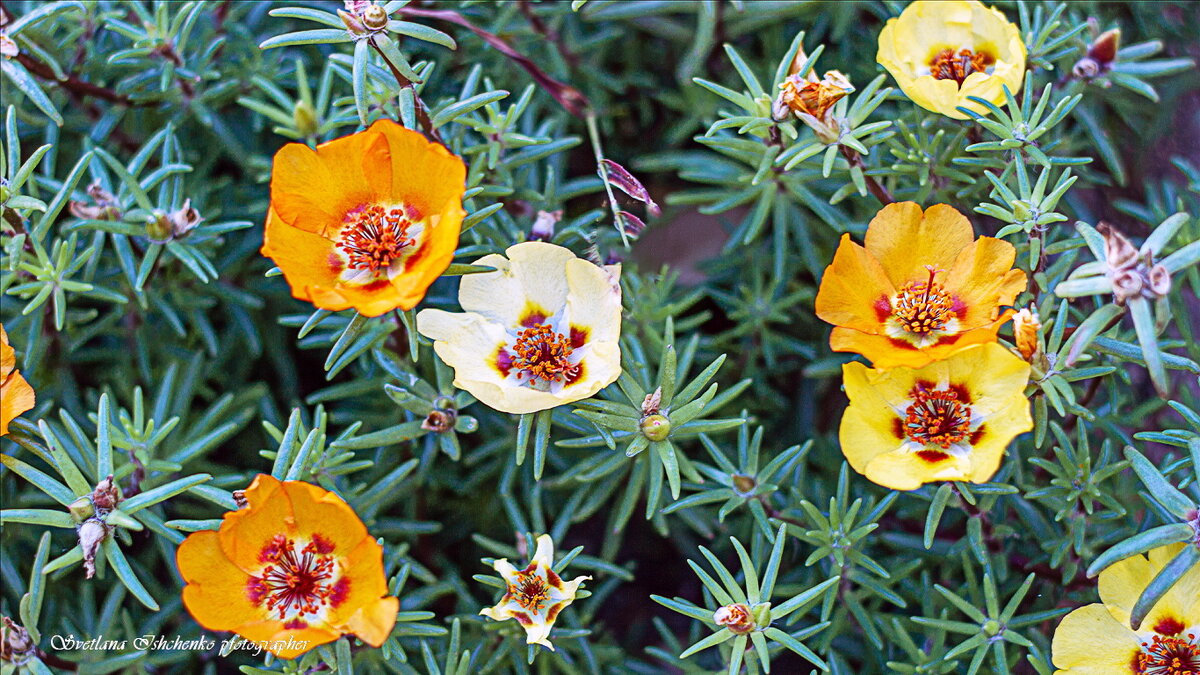 Портулак крупноцветковый - Светлана Ищенко