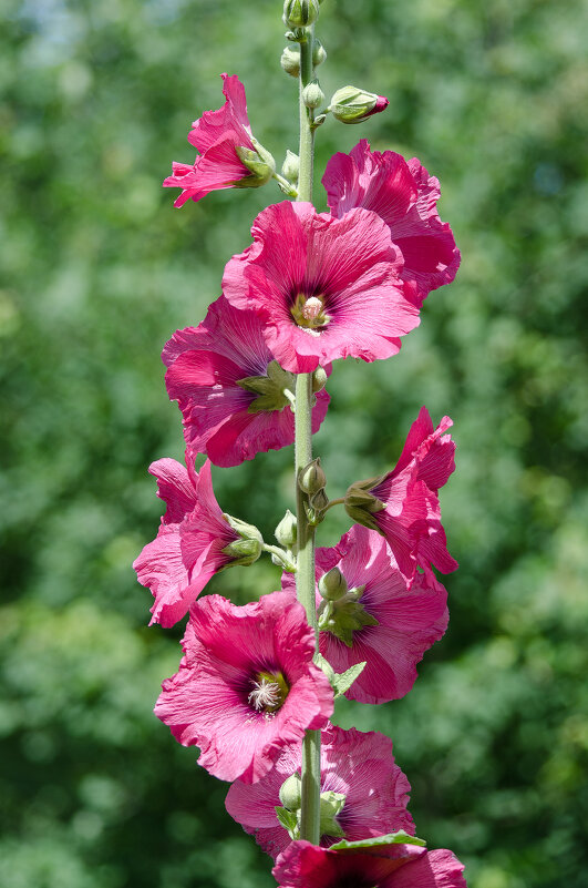 *** - Виктор Иванович Чернюк