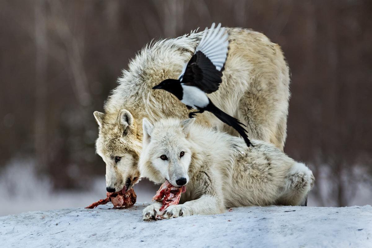 Белый волк - SanSan 