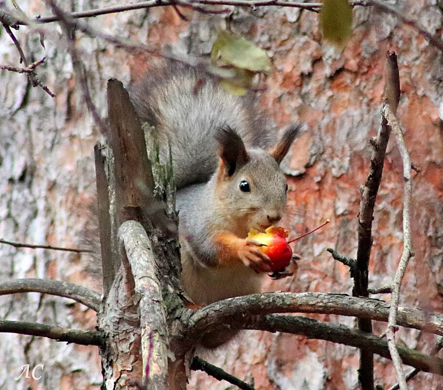 Белка с яблоком - Любовь Сахарова
