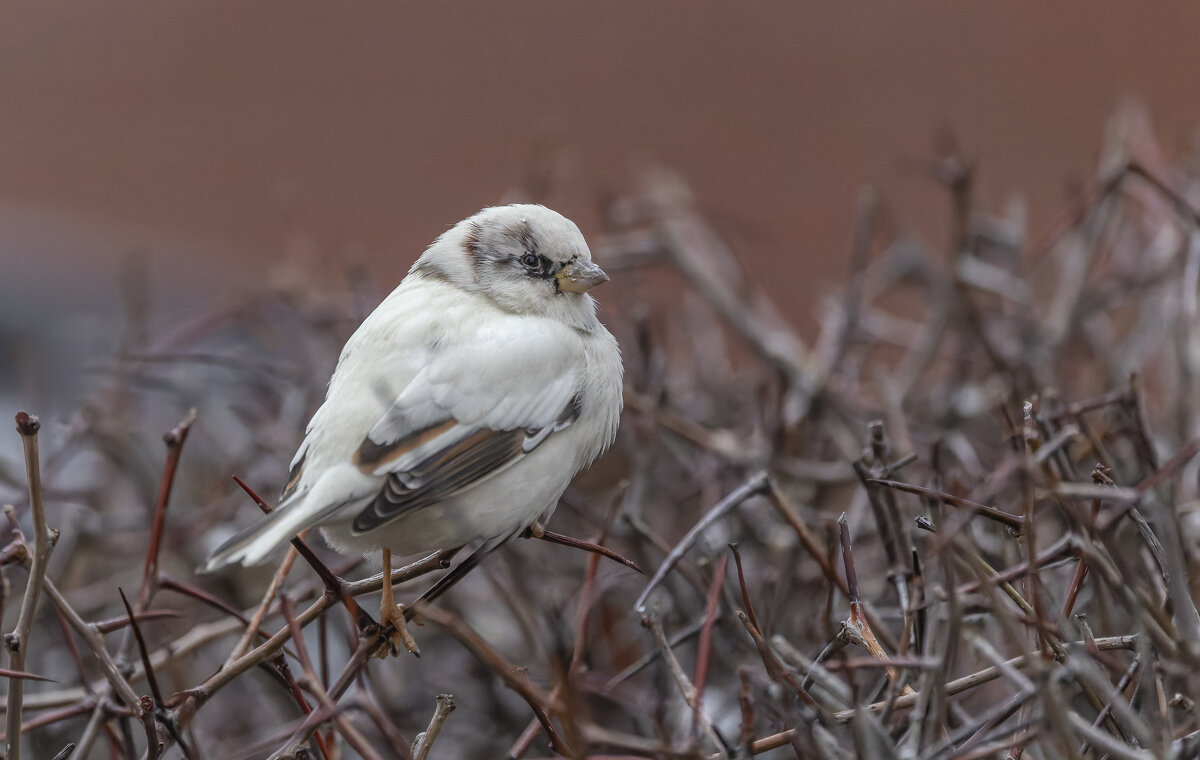 из жизни воробьев.белый воробей. - юрий макаров из жизни воробьев.белый воробей. - юрий макаров