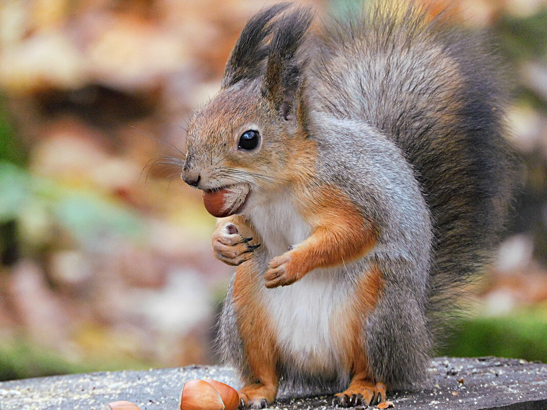 Белка - Лина 