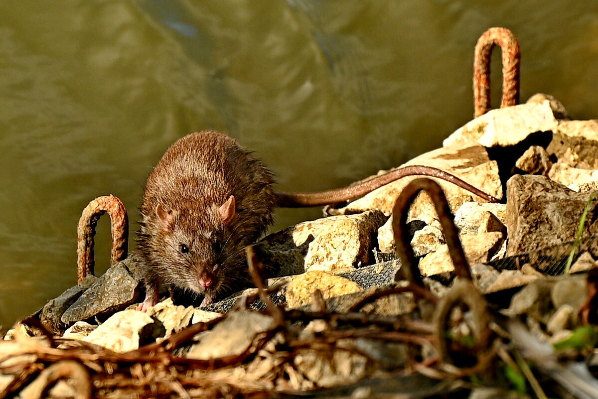 У городского озера... - Николай Саржанов