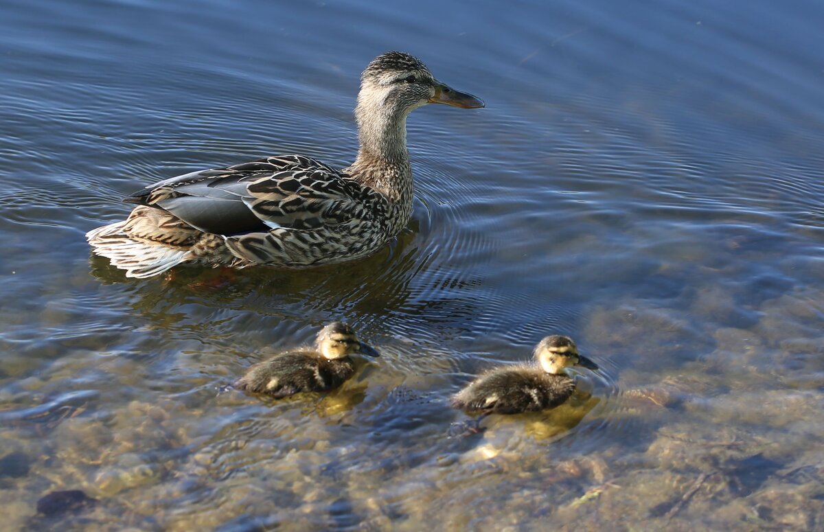 В мае - ZNatasha -