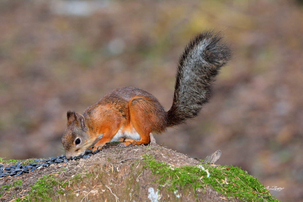 ** - Александр Зуев