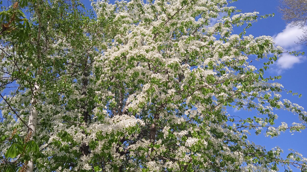 апрельское - Елена Шаламова апрельское - Елена Шаламова