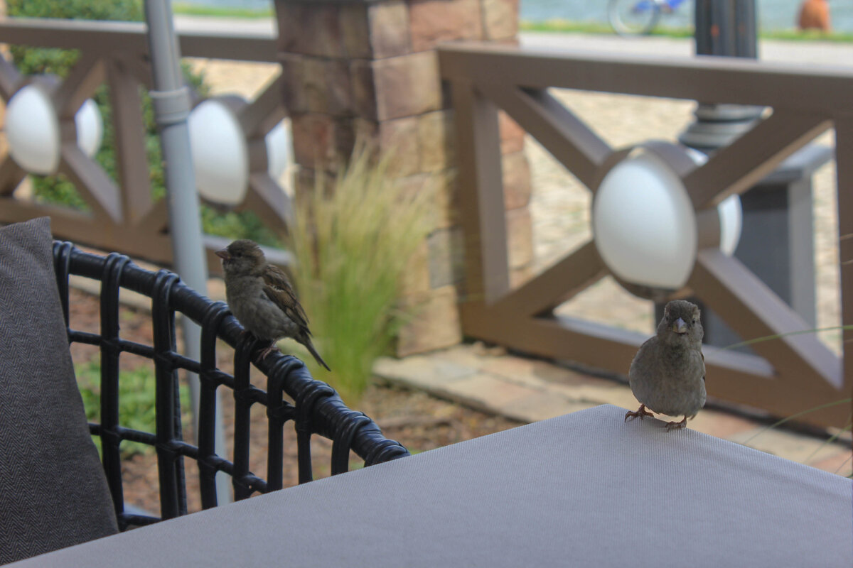 *** - Оксана Новик 