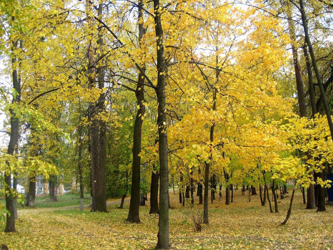 В золотую осень - Елена Семигина