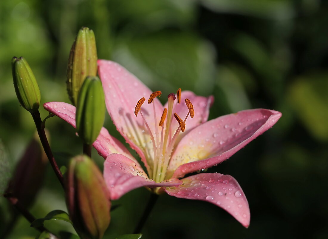 Лилия - ZNatasha -