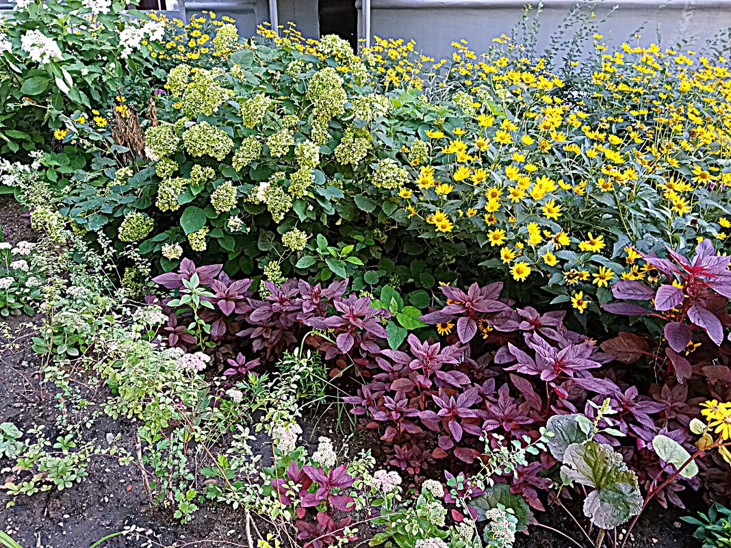 Цветы. - Владимир Драгунский