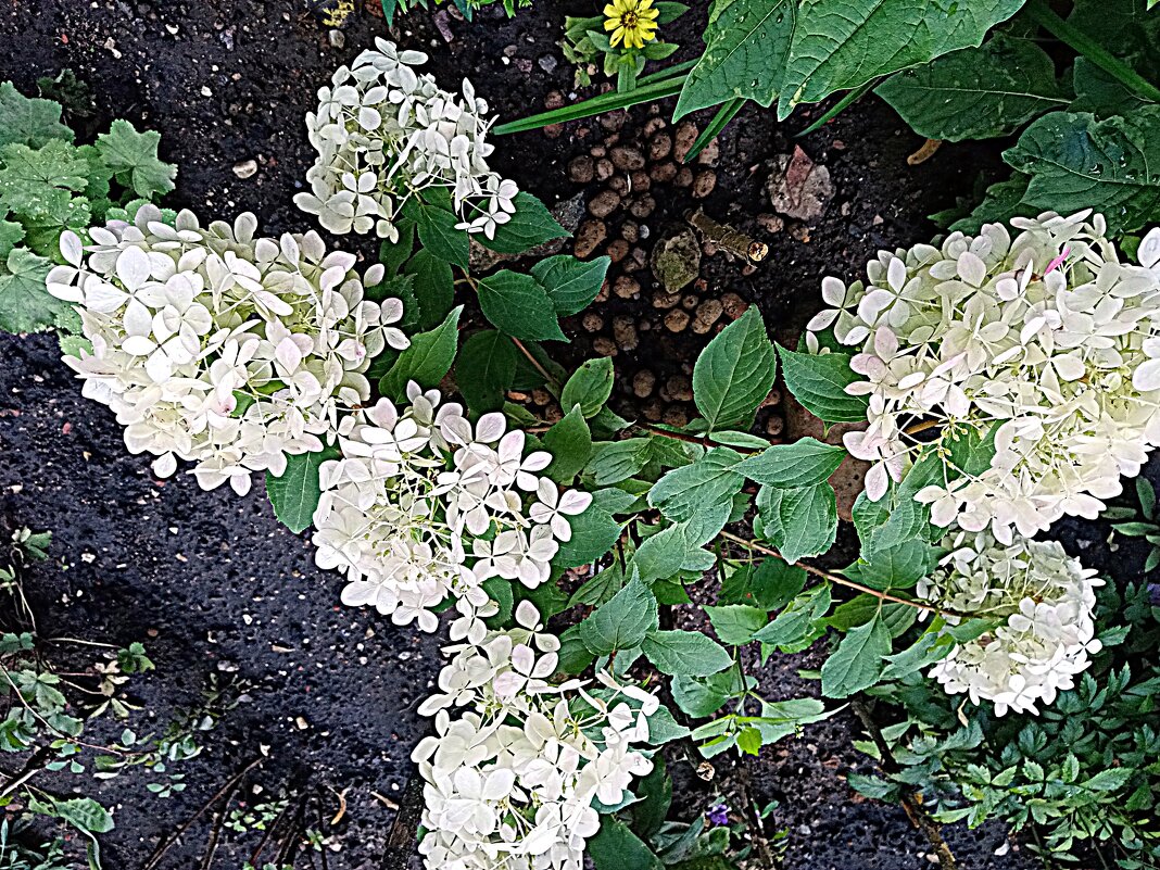 Цветы. - Владимир Драгунский