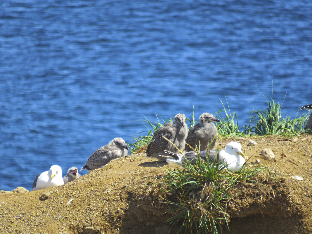 птенцы чаек с мыса Птичий - ИРЭН@ .