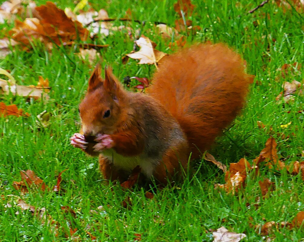 Осень в кадре(серия) - Владимир Манкер