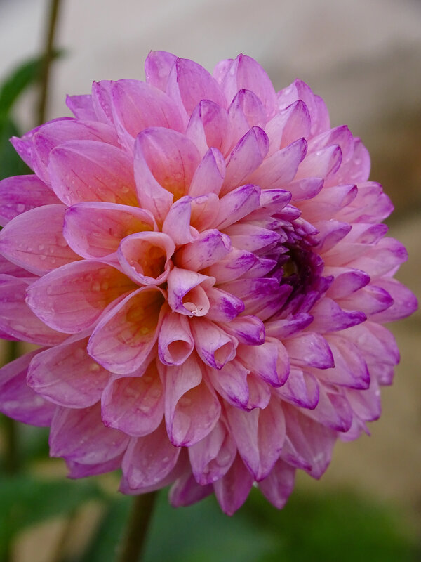 Георгин - Татьяна Венцель