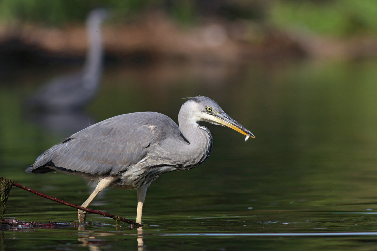 Молодая рыбачка - Георгий Бондаренко