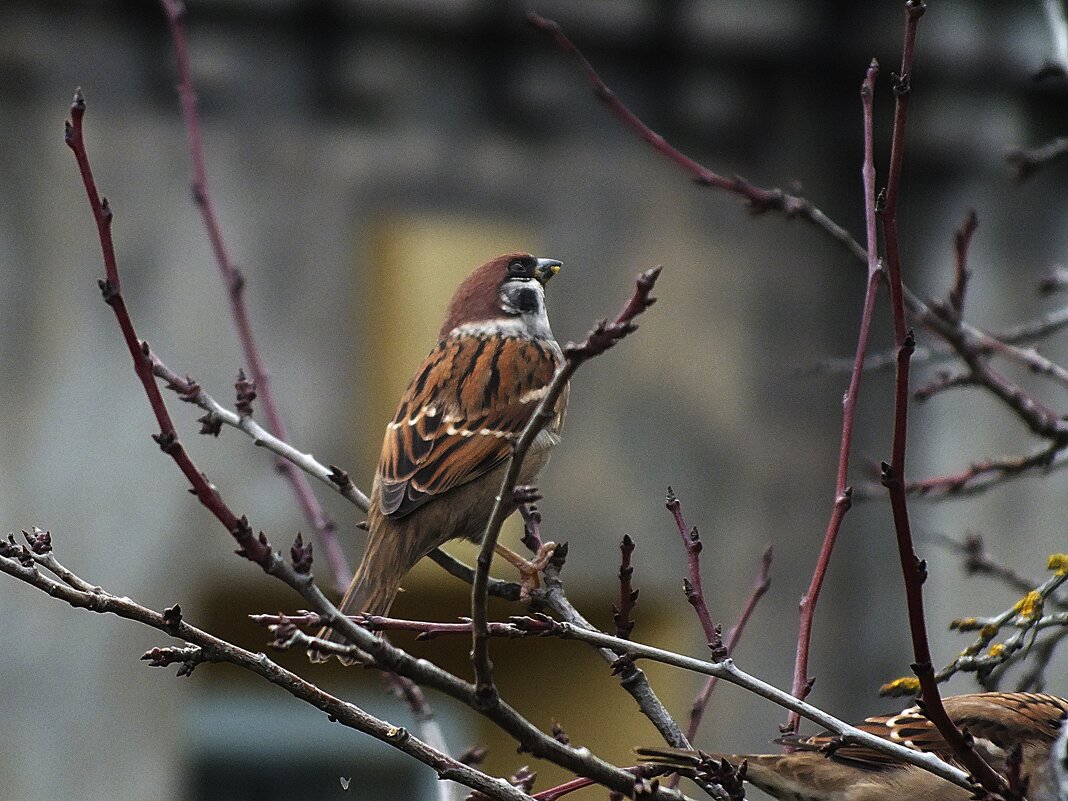 *** - Зоя Мишина *** - Зоя Мишина