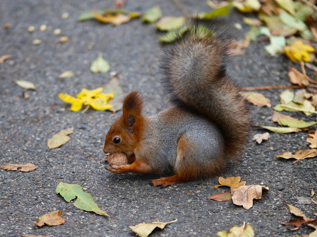 Белка - Evgeny Mameev