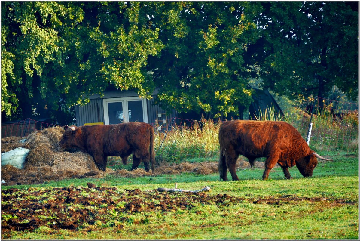 СЕЛЬСКИЙ МРТИВ... - Elvira E. 