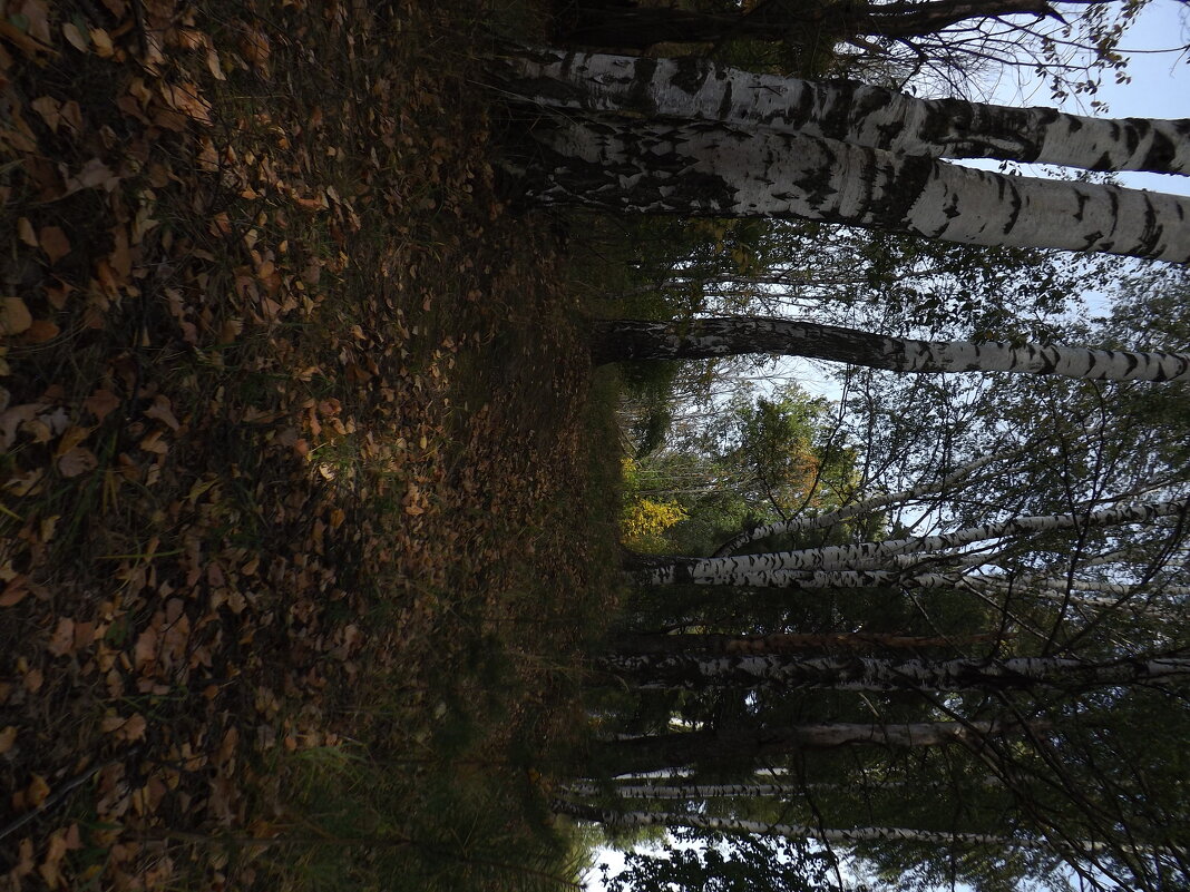 Дорога в осень. - Андрей Андрианов