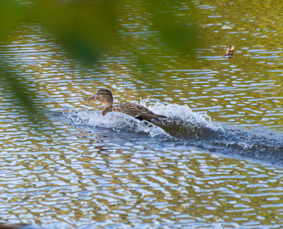 *** - Андрей Андрианов