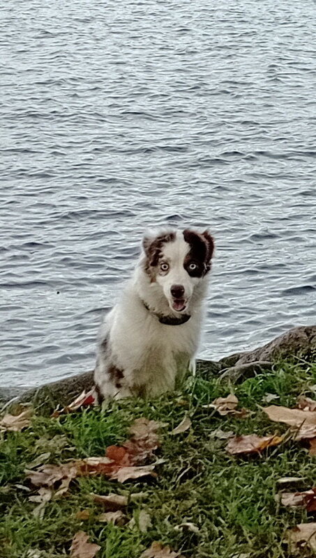 Миниатюрная австралийская овчарка - Николай 