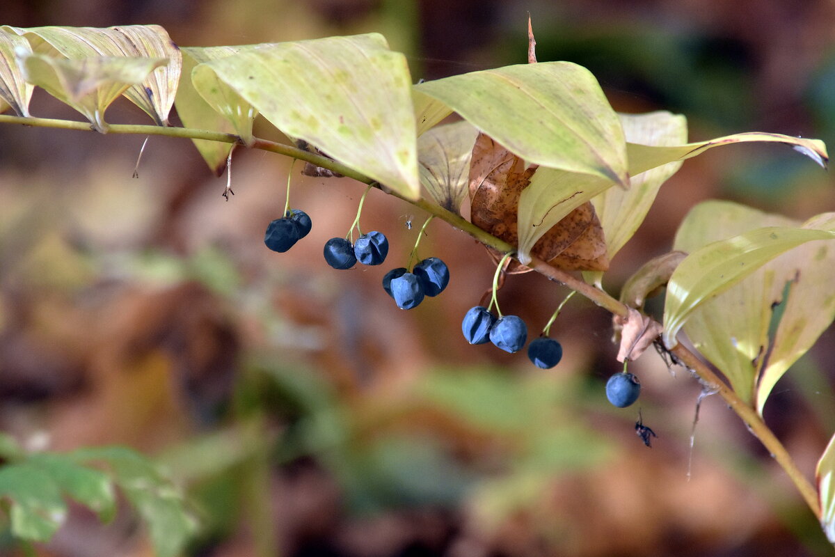 Купена лекарственная - Алексей .