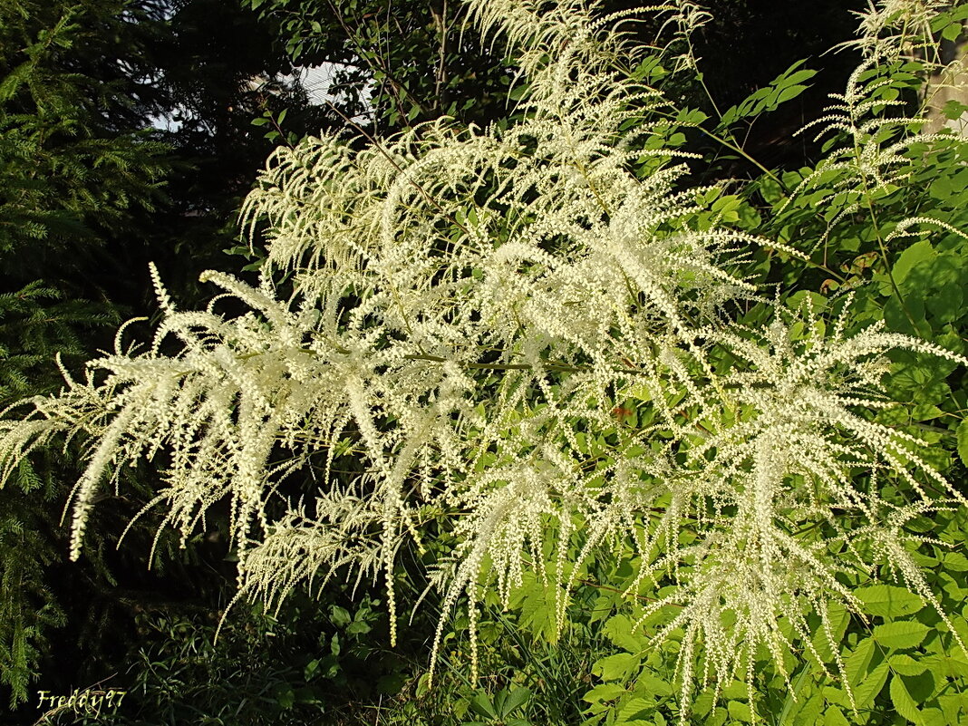 Волжанка - Freddy 97