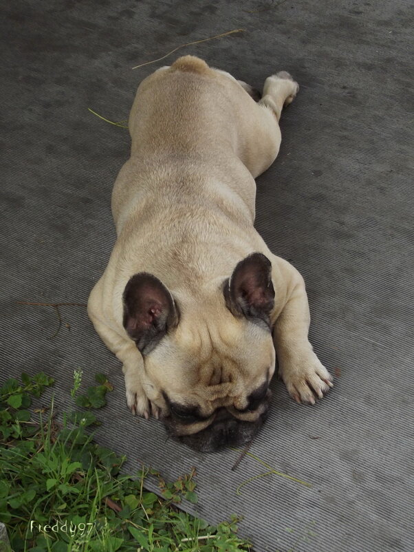 Релакс - Freddy 97