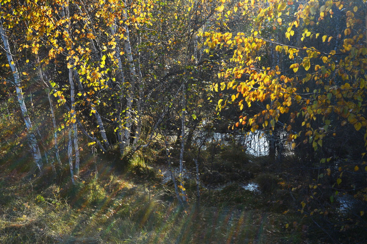 *** - Наталья Покацкая